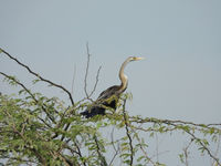 Loài chim kỳ dị cổ trông như con rắn, nằm trong Sách đỏ Việt Nam