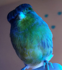 Loài chim ngộ nghĩnh nhất thế giới động vật, sở hữu cái đầu 