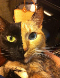 Những động vật 