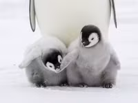  Bí quyết để sống sót ở Nam cực của chim cánh cụt hoàng đế 