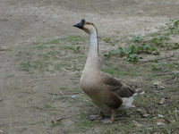 Khám phá loài ngỗng mệnh danh “cỗ máy cắt cỏ” siêu khủng