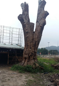 Loại gỗ quý giá đắt ngang “kim cương” ở Việt Nam, 800 năm mới có thể thu hoạch 