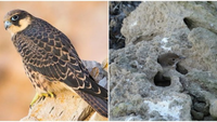 Loài chim chuyên vặt lông con mồi và giam vào khe đá trước khi ăn thịt