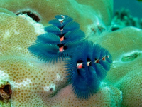 Loài giun biển hình cây thông Noel độc nhất vô nhị