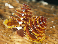 Loài giun biển hình cây thông Noel độc nhất vô nhị