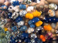 Loài giun biển hình cây thông Noel độc nhất vô nhị