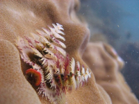 Loài giun biển hình cây thông Noel độc nhất vô nhị