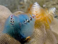 Loài giun biển hình cây thông Noel độc nhất vô nhị