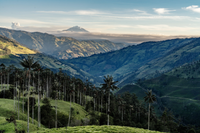 Khám phá loài thực vật một lá mầm cao nhất thế giới