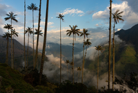 Khám phá loài thực vật một lá mầm cao nhất thế giới