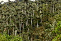 Khám phá loài thực vật một lá mầm cao nhất thế giới