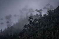 Khám phá loài thực vật một lá mầm cao nhất thế giới