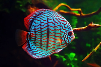 Top những loài cá cảnh nước ngọt độc lạ nhất trên thế giới