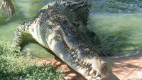 Những sự thật bất ngờ và thú vị về loài cá sấu