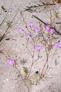 Loài cây được mệnh danh “sát thủ bất động” dưới cát