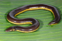 Những loài động vật quái dị trong tự nhiên ở Việt Nam