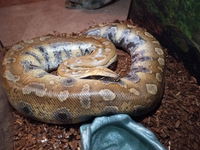 Bí ẩn về loài “trăn máu” quý hiếm nằm trong sách đỏ của Việt Nam