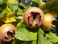 Những điều thú vị về các loài cây thuộc họ Hoa hồng