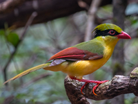 Những loài chim họ Quạ đang sinh sống và ấn tượng tại Việt Nam