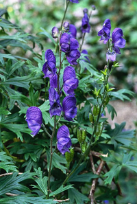 Vẻ đẹp ma mị của loài cây mệnh danh “nữ hoàng độc dược