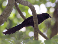 Những loài chim họ Quạ đang sinh sống và ấn tượng tại Việt Nam