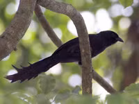 Những loài chim họ Quạ đang sinh sống và ấn tượng tại Việt Nam