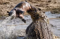 Những sự thật bất ngờ và thú vị về loài cá sấu