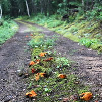 Loại mốc đặc biệt có khả năng biến các cây nấm thành 