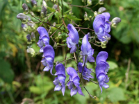 Vẻ đẹp ma mị của loài cây mệnh danh “nữ hoàng độc dược