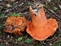 Loại mốc đặc biệt có khả năng biến các cây nấm thành 