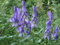 Vẻ đẹp ma mị của loài cây mệnh danh “nữ hoàng độc dược