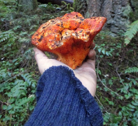 Loại mốc đặc biệt có khả năng biến các cây nấm thành 