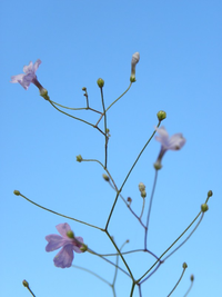 Loài cây được mệnh danh “sát thủ bất động” dưới cát