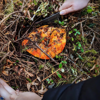 Loại mốc đặc biệt có khả năng biến các cây nấm thành 