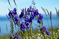 Vẻ đẹp ma mị của loài cây mệnh danh “nữ hoàng độc dược