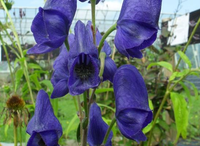 Vẻ đẹp ma mị của loài cây mệnh danh “nữ hoàng độc dược