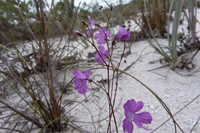 Loài cây được mệnh danh “sát thủ bất động” dưới cát