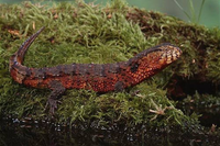 Bí mật về loài thằn lằn quý hiếm mang hình thù cá sấu ở Việt Nam