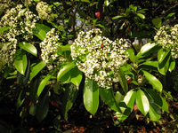 Những điều thú vị về các loài cây thuộc họ Hoa hồng