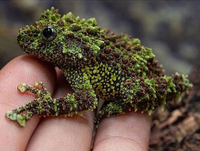 Những loài động vật quái dị trong tự nhiên ở Việt Nam