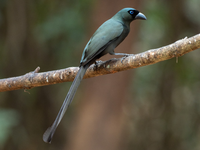 Những loài chim họ Quạ đang sinh sống và ấn tượng tại Việt Nam