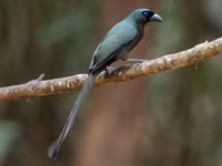 Những loài chim họ Quạ đang sinh sống và ấn tượng tại Việt Nam