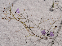 Loài cây được mệnh danh “sát thủ bất động” dưới cát