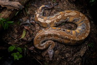 Bí ẩn về loài “trăn máu” quý hiếm nằm trong sách đỏ của Việt Nam