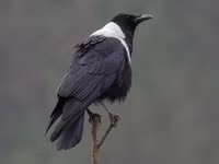 Những loài chim họ Quạ đang sinh sống và ấn tượng tại Việt Nam