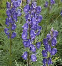 Vẻ đẹp ma mị của loài cây mệnh danh “nữ hoàng độc dược