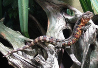 Bí mật về loài thằn lằn quý hiếm mang hình thù cá sấu ở Việt Nam