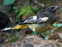 Những loài chim họ Quạ đang sinh sống và ấn tượng tại Việt Nam