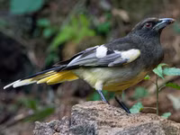 Những loài chim họ Quạ đang sinh sống và ấn tượng tại Việt Nam