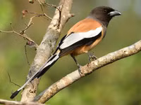 Những loài chim họ Quạ đang sinh sống và ấn tượng tại Việt Nam